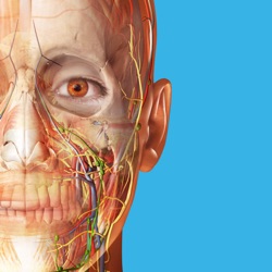 Icona dell'applicazione Atlante di anatomia umana 2025 disponibile su App Store